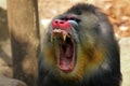 Mandril, monkey mandril, Mandrillus sphinx closeup face Royalty Free Stock Photo