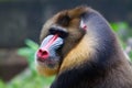 Mandrill