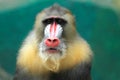 Mandrill