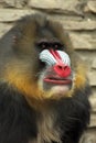 Mandrill