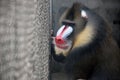 Mandrill