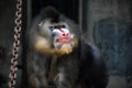 Mandrill