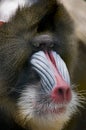 Mandrill