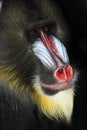 Mandrill Alpha Male Royalty Free Stock Photo