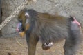 Mandrill Ape At Artis Zoo Amsterdam The Netherlands