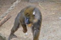 Mandrill Ape At Artis Zoo Amsterdam The Netherlands