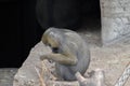 Mandrill Ape At Artis Zoo Amsterdam The Netherlands