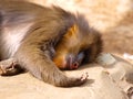 Mandrill asleep