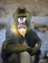 Mandrill baboon