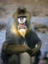 Mandrill baboon Royalty Free Stock Photo