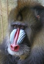 Mandrill Baboon Royalty Free Stock Photo