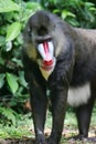 Mandrill Baboon