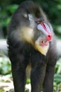 Mandrill Baboon