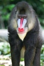 Mandrill Baboon