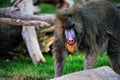 Mandrill Baboon Royalty Free Stock Photo