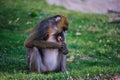 Mandrill Baboon Royalty Free Stock Photo