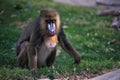 Mandrill baboon Royalty Free Stock Photo
