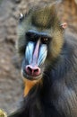 Mandrill baboon adult male head