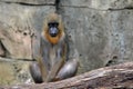 Mandrill Baboon sitting on Tree Branch Royalty Free Stock Photo