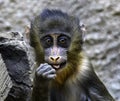 Mandrill baby