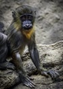 Mandrill baby