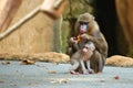 Mandrill baby with its parent Royalty Free Stock Photo