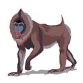 Mandrill or big brown monkey. Isolated in white background. Vector illustration