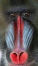 Mandrill