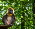 Mandrill in closeup with view on its genitals, vulnerable baboon specie from africa