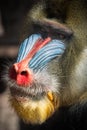 Mandrill colorful face in detail look