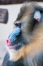 Mandrill face close up, mandrill face Royalty Free Stock Photo