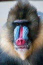 Mandrill face close up, mandrill face Royalty Free Stock Photo