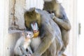 Mandrill Family in captivity Royalty Free Stock Photo