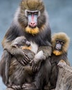 Mandrill Family II