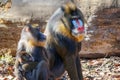 Mandrill - family portrait Royalty Free Stock Photo