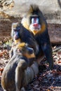 Mandrill - family portrait