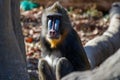 Mandrill - family portrait