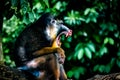 Mandrill Fangs