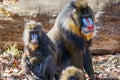 Mandrill - family portrait