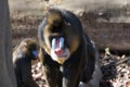 Mandrill - family portrait