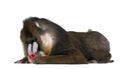 Mandrill lying, Mandrillus sphinx, 22 years old Royalty Free Stock Photo