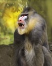 Mandrill