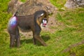 Mandrill (Mandrillus sphinx). Royalty Free Stock Photo