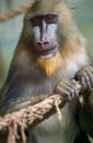 Portrait of Mandrill, Mandrillus sphinx, primate of the Old World monkey  family Royalty Free Stock Photo