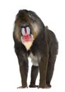 Mandrill, Mandrillus sphinx, 22 years old Royalty Free Stock Photo