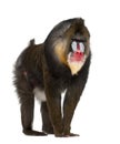 Mandrill, Mandrillus sphinx, 22 years old Royalty Free Stock Photo