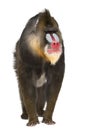 Mandrill, Mandrillus sphinx, 22 years old Royalty Free Stock Photo