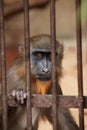 Mandrill (Mandrillus sphinx). Royalty Free Stock Photo