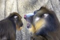 Mandrill (Mandrillus sphinx) close up Royalty Free Stock Photo