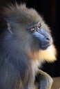 Mandrill (Mandrillus sphinx) close up Royalty Free Stock Photo